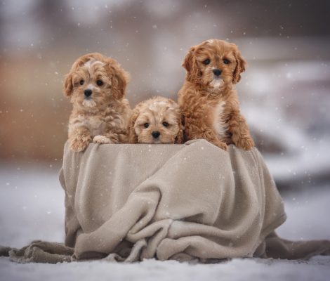 Three,Cute,Cavapoo,Puppy,Dogs,Posing,In,Basket
